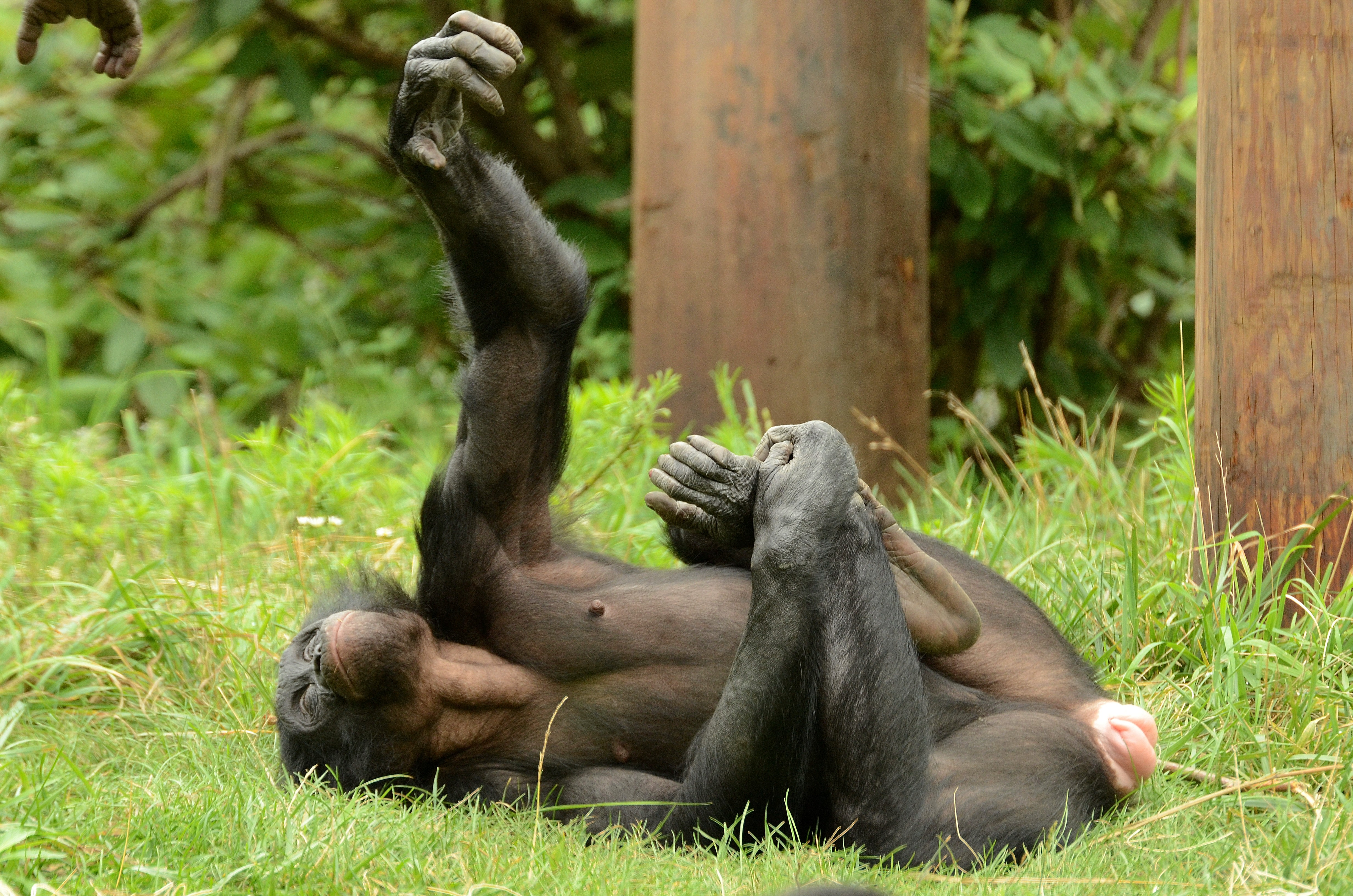 Bonobo oral sex :: sancarloborromeo.eu